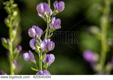 Blue Wild Indigo (baptisia Australis). Raleigh, North Carolina. Native.