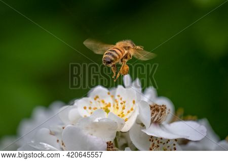 Clear View Of A Pollen Sac On The Hind Leg Of A Western Honeybee (apis Mellifera). Raleigh, North Ca