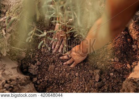 Man Plants A Small Tamarind Tree. Farm And Argiculture At Countryside Concept.