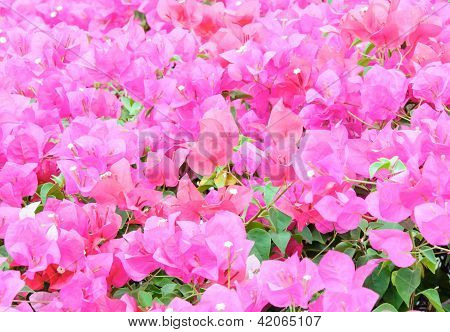 Pink Bougainvillaea