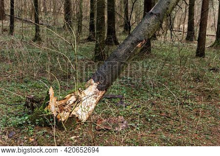 Fallen Tree In The Forest. Consequence Of Strong Wind.