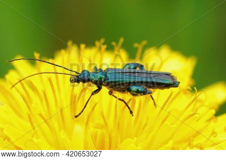 Closeup Of The Iridescent Metallic Green Colored False Oil Or Thick-legged Flower Beetle, Oedemera N