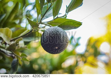 Lime Fruits On A Tree Branch Between Green Leaves