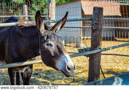 Donkey Smiles At The Camera Squinting His Eyes With His Straight Ears Up