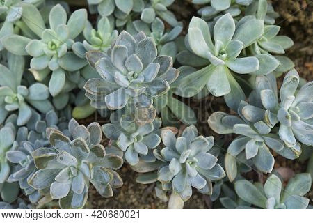 Close Up Of Pachyphytum On Stone Ground In Garden