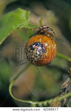 Red shouldered stink bug, Thyanta custator custator