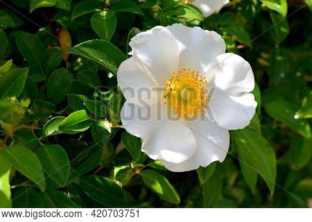 Cherokee Rose The State Flower Of Georgia, Usa