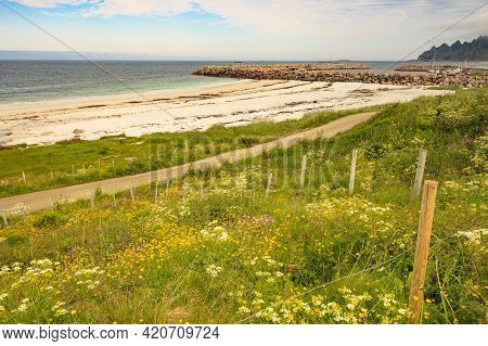 Seascape, Sea Coast With Sandy Beach Breakwater And Meadow Flowers In Resort Bleik Andoya Norway. Ve