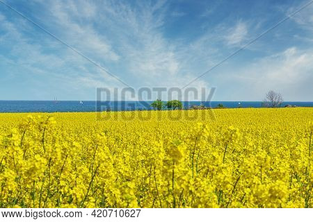 Vibrant Yellow Canola Field Against Blue Sky And Sea On Island Of Fehmarn