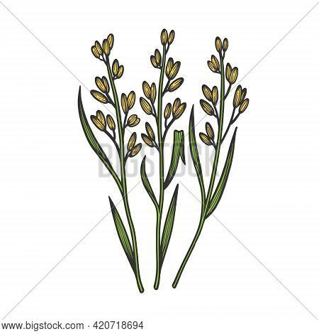 Rice Oryza Cereal Plant Color Sketch Engraving Vector Illustration. T-shirt Apparel Print Design. Sc