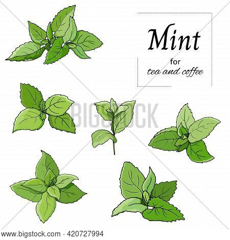 Set Of Green Leaves Mint And Melisa Cut Out On White Background. Vector Hand Drawn Botanical Illustr