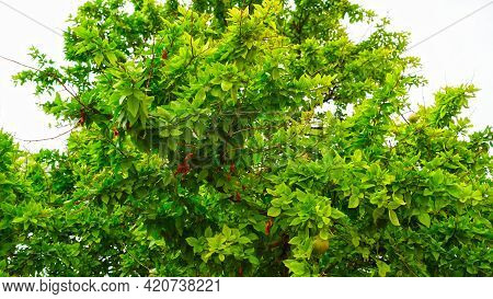 Desert Ripen Fruits Of Aegle Marmelos Or Bilva Hanging On Branches. Fresh Fruit Of Bilva In Autumn S