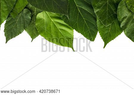 Leaf Background Pattern Isolated On White Background.
