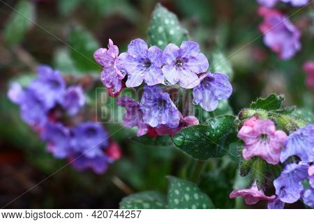 In A Garden Has Expanded And Blossoms Small Flowers Pulmonaria Saccharata.in Total In Water Drops Af