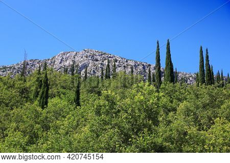 Croatia Landscape With Cypress Trees. Mountain View In Konavle.