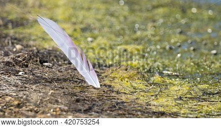 Adult Flamingo Feather In The Lake Of Porto Pino, South Sardinia