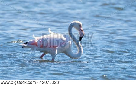 Flock Of Flamingos In Their Natural Ecosystem,phoenicopterus