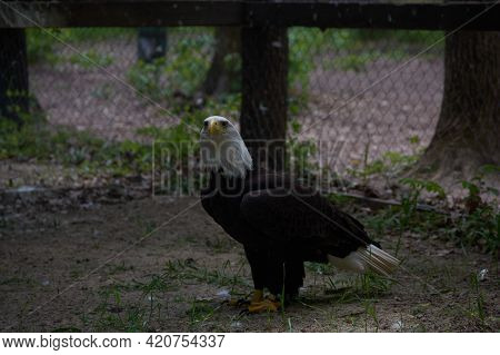 Bird Of Prey. Great Bald Eagle Sitting On The Ground