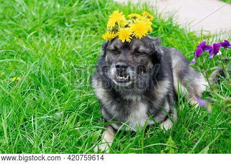 Cute Mixed Breed Dog With An Underbite Is Wearing Dandelion Crown And Lying On The Grass