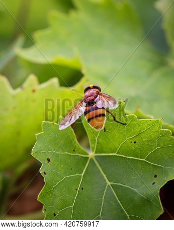 Close Up Of A Fly On A Plant.