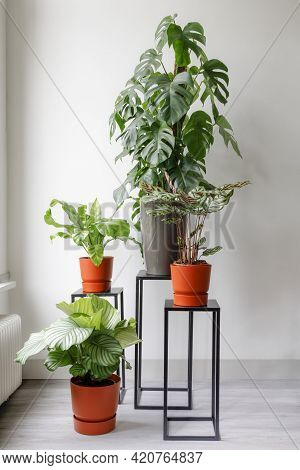 House Plant Collection Next To A Window, Monstera, Fern, Calathea