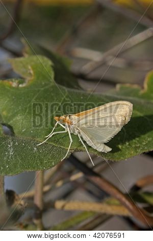 Palpita annulifer