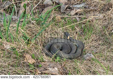 Snake Is Curled Up In A Ball And Lies In The Grass. Stock Photo