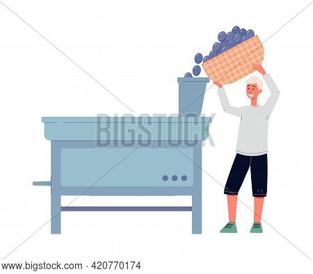 Wine Making Production - Male Farmer Fill Machine Grapes For Cleaning And Sorting