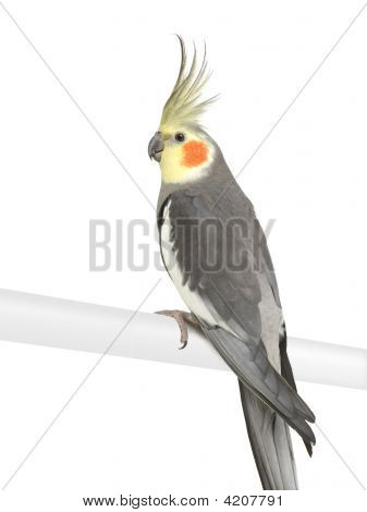 Nymphensittich - Nymphicus Hollandicus