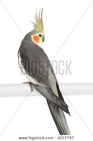 Nymphensittich - Nymphicus Hollandicus