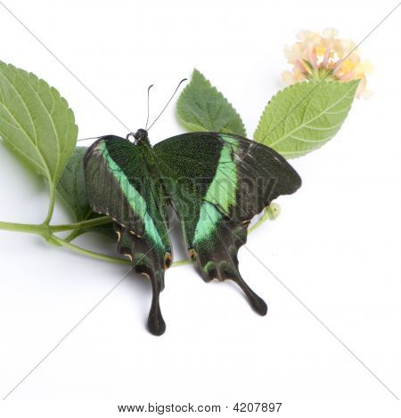 Papilio Palinurus borboleta