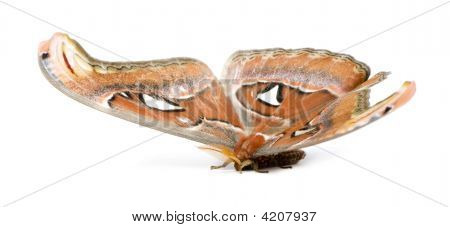 Attacus 아틀라스 나 방
