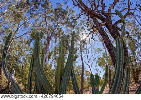 Cacti Growing Wild In A Fossicking Park, Sun Flare, Landscape With Fisheye Lens