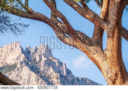 Intricately Curved, Tangled Pine Trunks And Branches Illuminated By The Sun. Pinus Pinea, Also Known