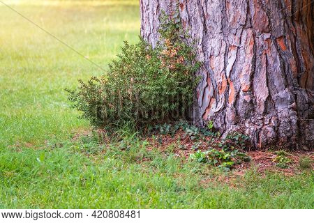 The Base Of The Trunk Of An Old Pine Tree In Park. Pinus Pinea, Also Known As The Italian Stone Pine