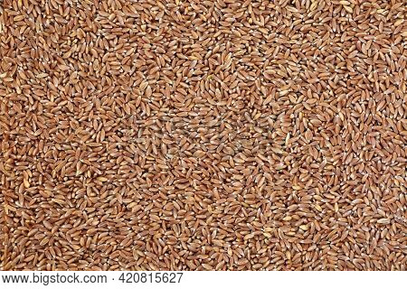 Emmer farro wheat grain forming a background.  High in antioxidants and a highly nutritious food source and an early premium spring wheat. Flat lay, top view.