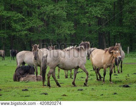 wild horses in the german muensterland near merfeld