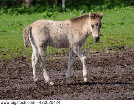 wild horses in the german muensterland near merfeld
