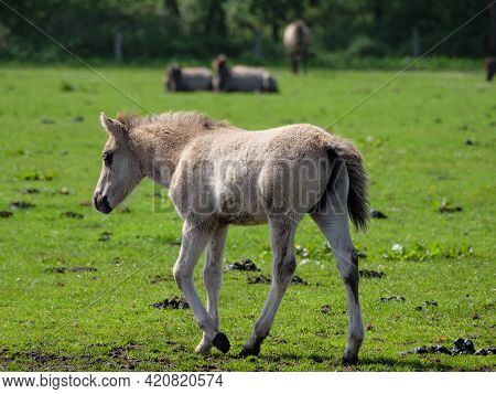 wild horses in the german muensterland near merfeld