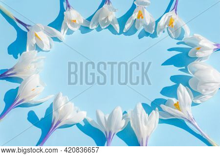 White Crocusses On Blue Background, Early Spring