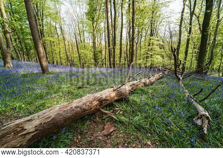 Bluebells And Fallen Tree In Graig Fawr Woods Near Margam Country Park, Port Talbot, South Wales, Un