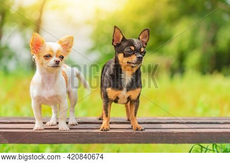 Two Little Chihuahua Dogs On Bench. Cute Domestic Pets Outdoors. Puppy And Adult Dog Black And White