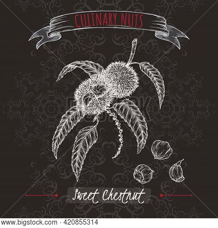 Castanea Sativa Aka Sweet Chestnut Branch And Nuts Sketch On Black Background. Culinary Nuts Series.