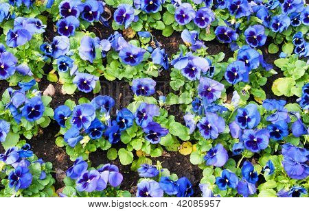 Viola tricolor maceška, záhonu