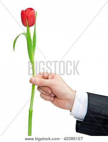 červený Tulipán izolovaných na bílém