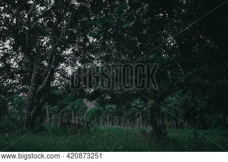 The Rambutan Tree In The Backyard Of The House