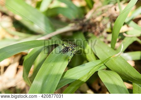 Wild Life - Colorful Hemiptera Tropical Rainforest Insect.