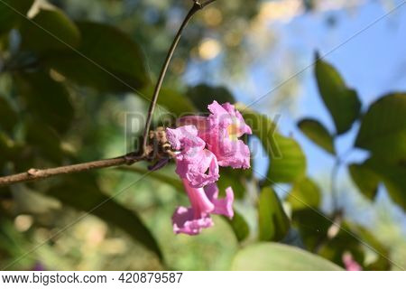 Pink Desert Willow Flower In Focus With Green Leaves All Around