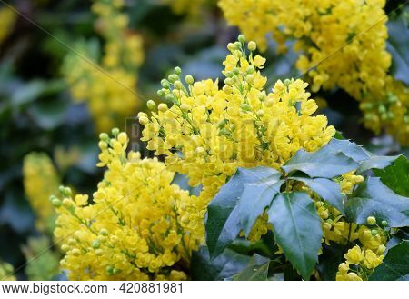 Flowering Bushes Of Oregon Grape (mahōnia Aquifōlium) In Spring, Selective Focus, Blurred Background
