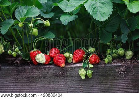Fresh Organic Strawberries Growing In A Raised Strawberry Bed, With Green And Red Berries. Selective